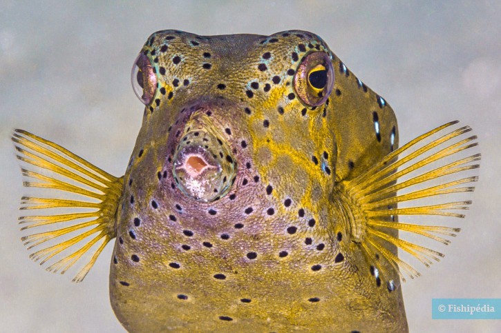 Ostracion cubicus - poisson-coffre jaune