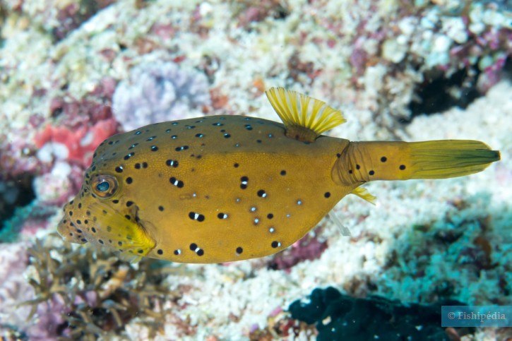 Ostracion cubicus - poisson-coffre jaune