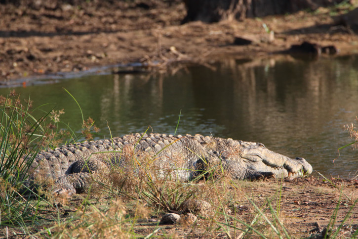 Crocodylus palustris - crocodile des marais