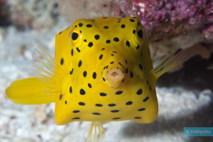 Ostracion cubicus - poisson-coffre jaune