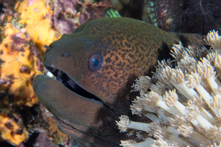 Gymnothorax javanicus - murène géante