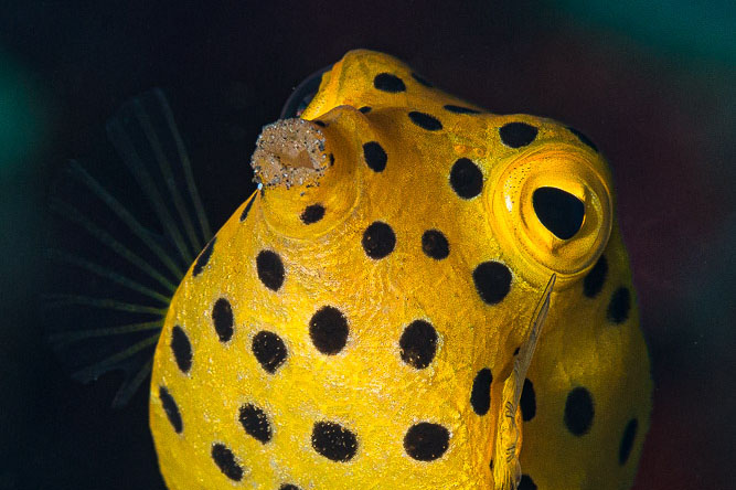 Ostracion cubicus - poisson-coffre jaune