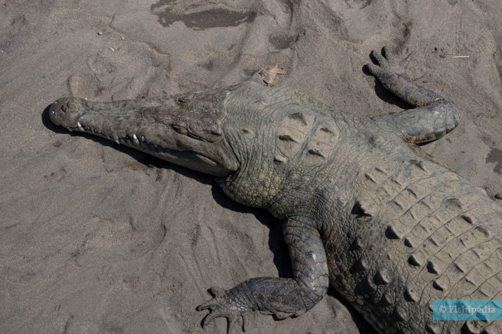 Cocodrilo americano • Crocodylus acutus • Reptil