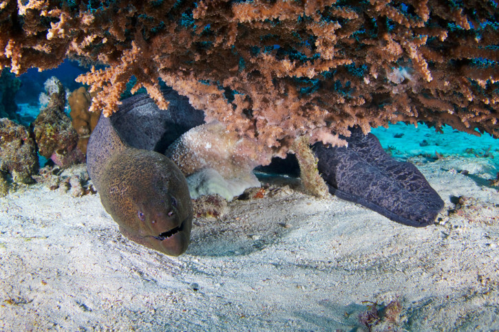 Gymnothorax javanicus - murène géante