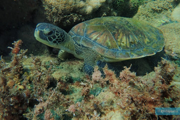 Chelonia mydas - tortue verte