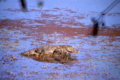 Espèce : crocodile des marais