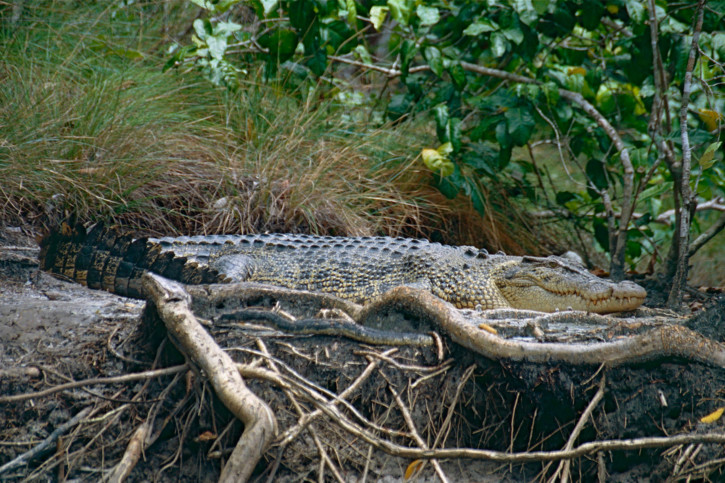 Crocodylus porosus - crocodile marin