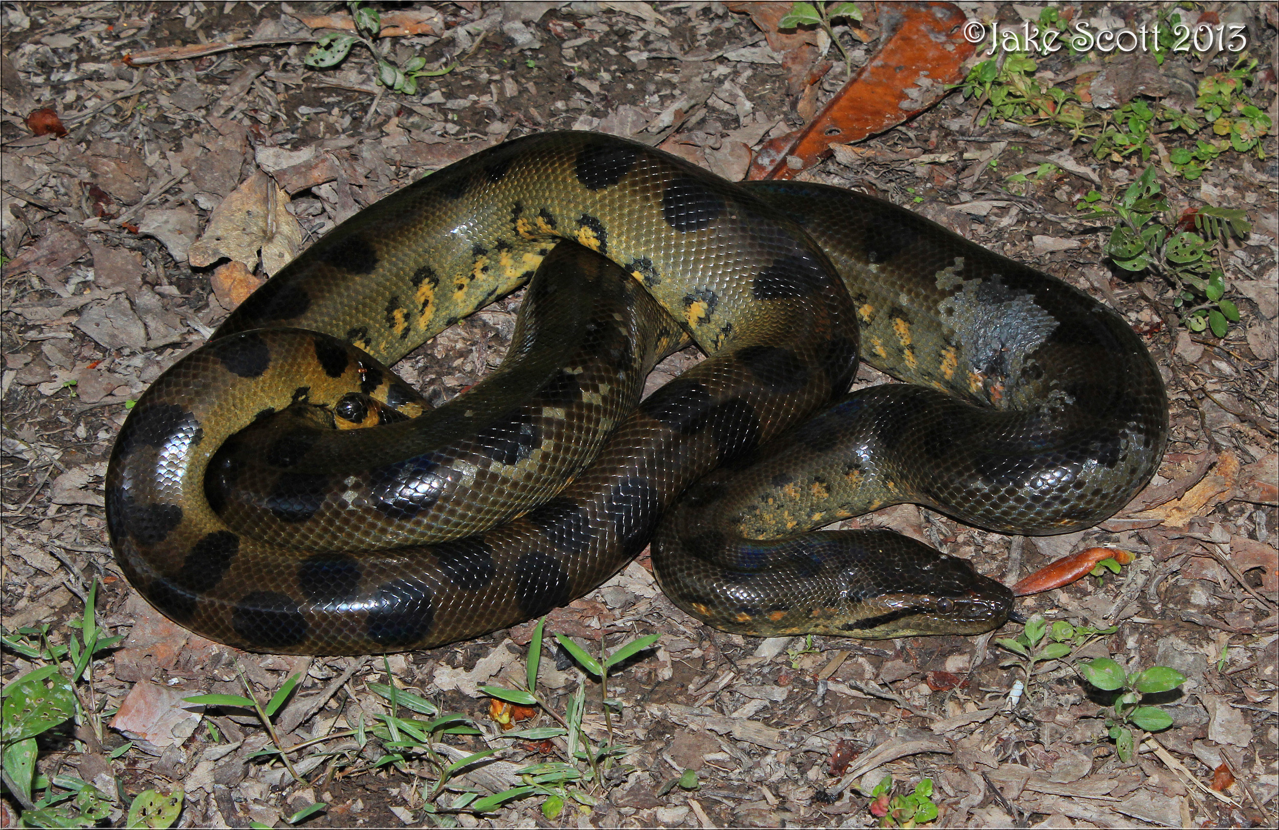 Boidae