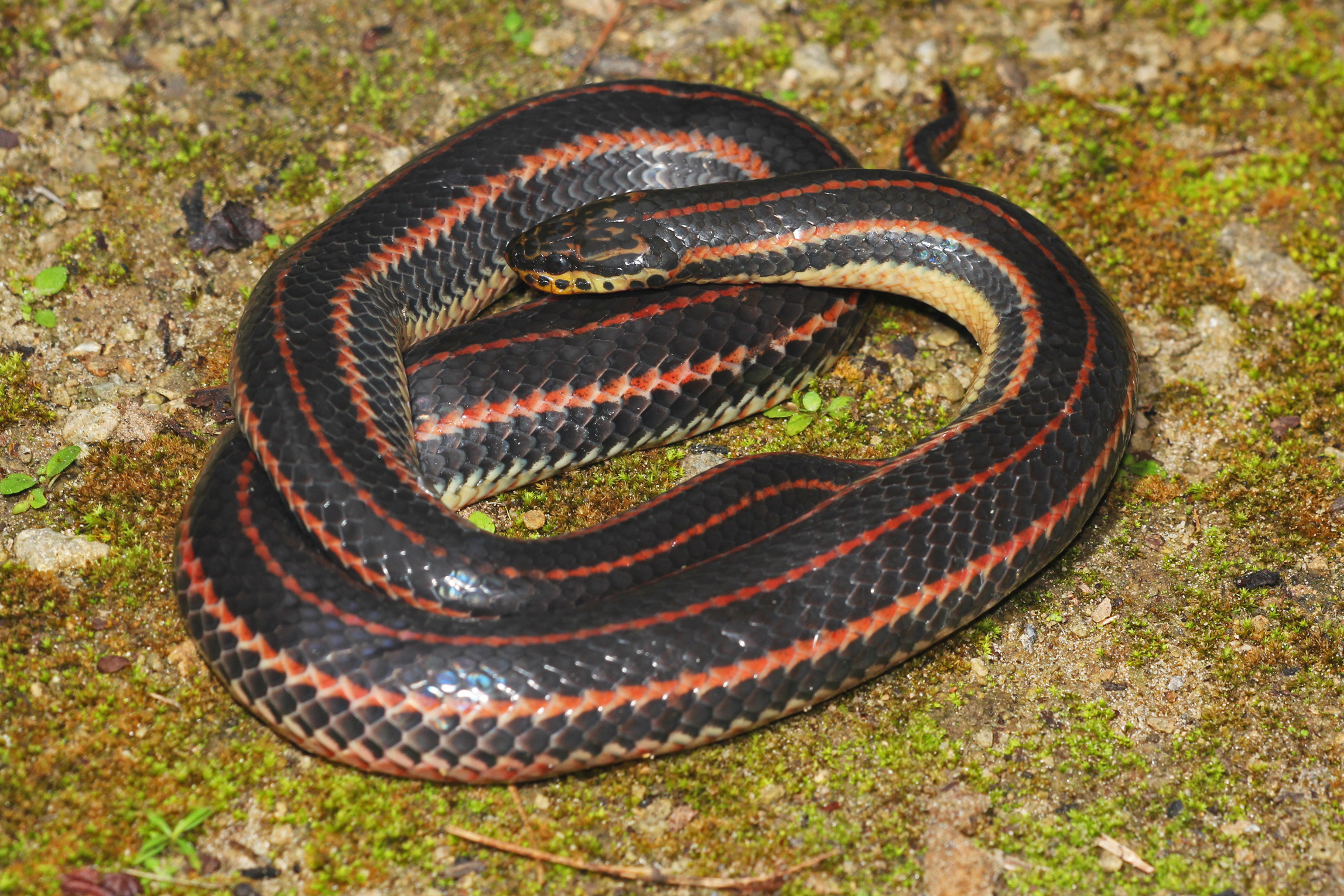 Farancia erytrogramma
