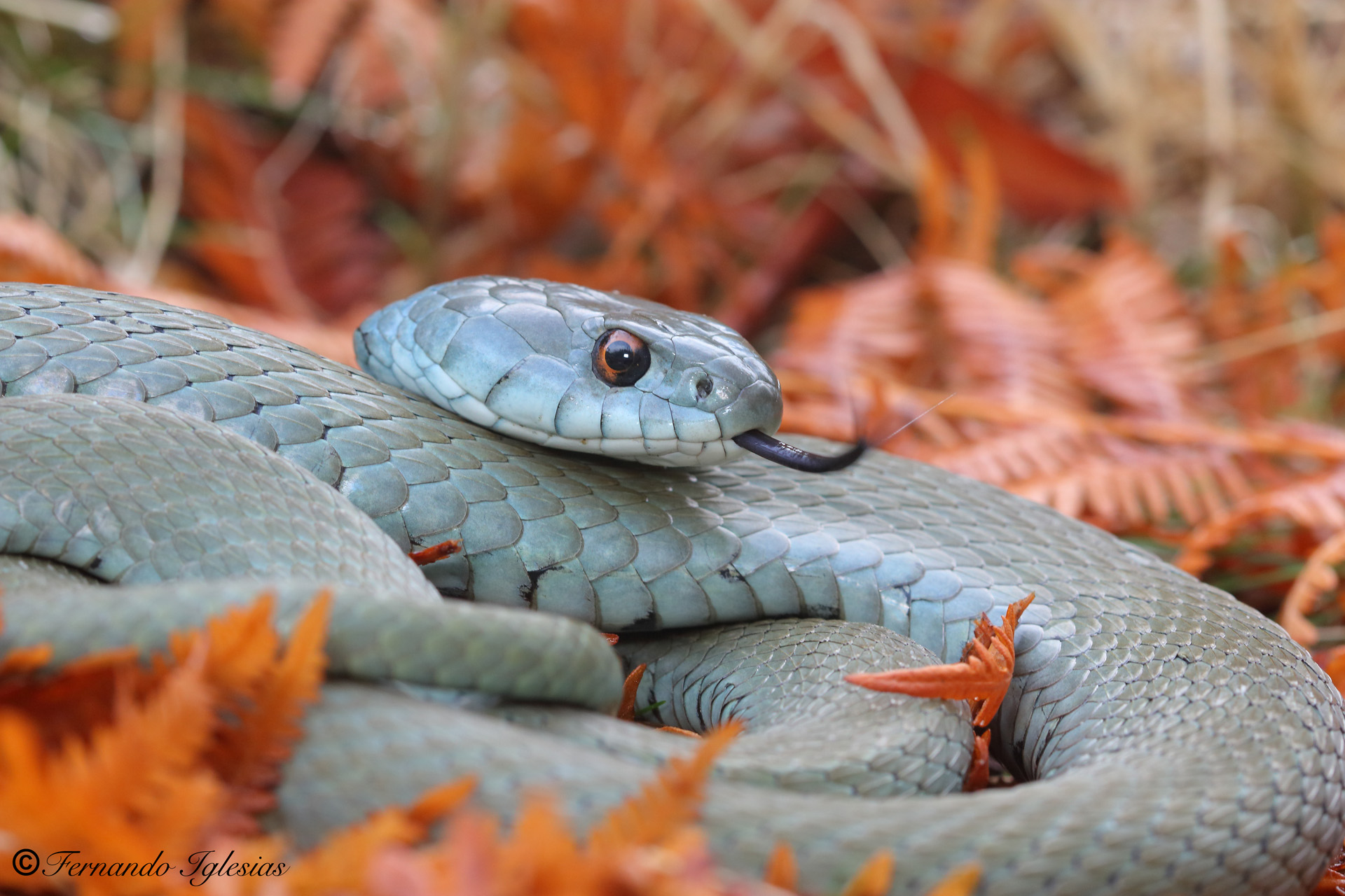 Natricidae