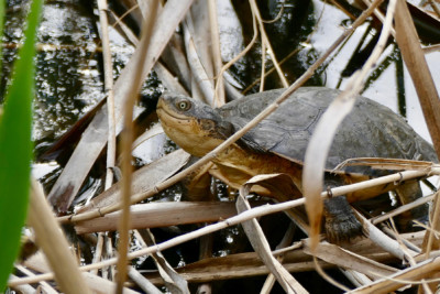 péloméduse roussâtre Pelomedusidae
