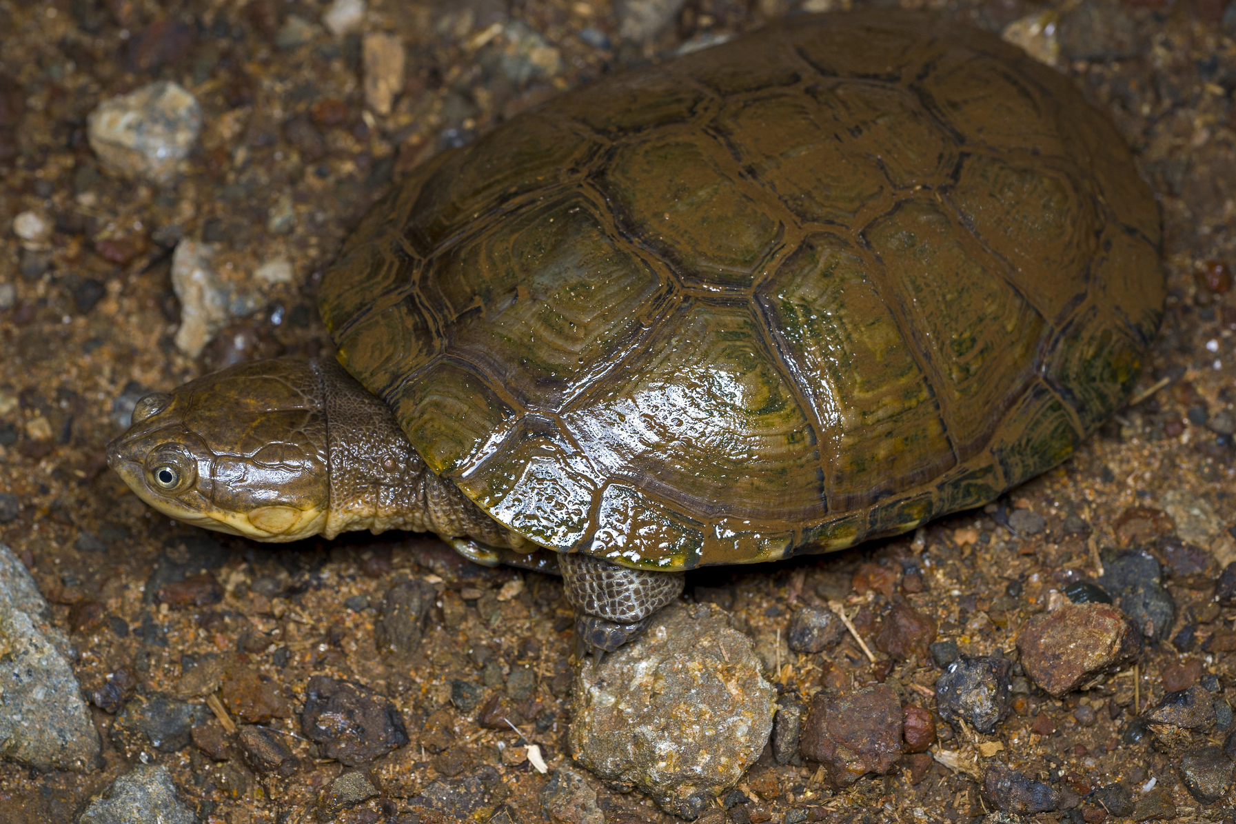 Pelomedusa