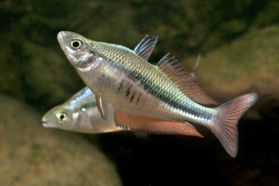 poisson arc-en-ciel des Highlands Melanotaeniidae