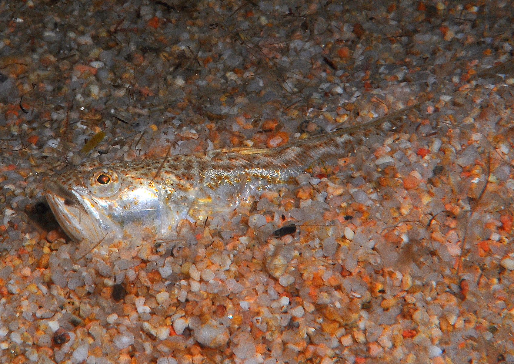 Echiichthys vipera