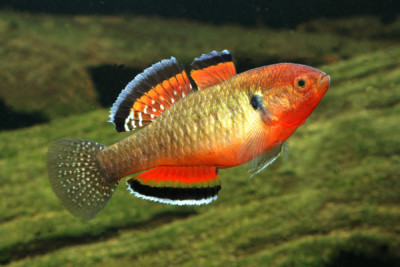 goujon impérial Eleotridae