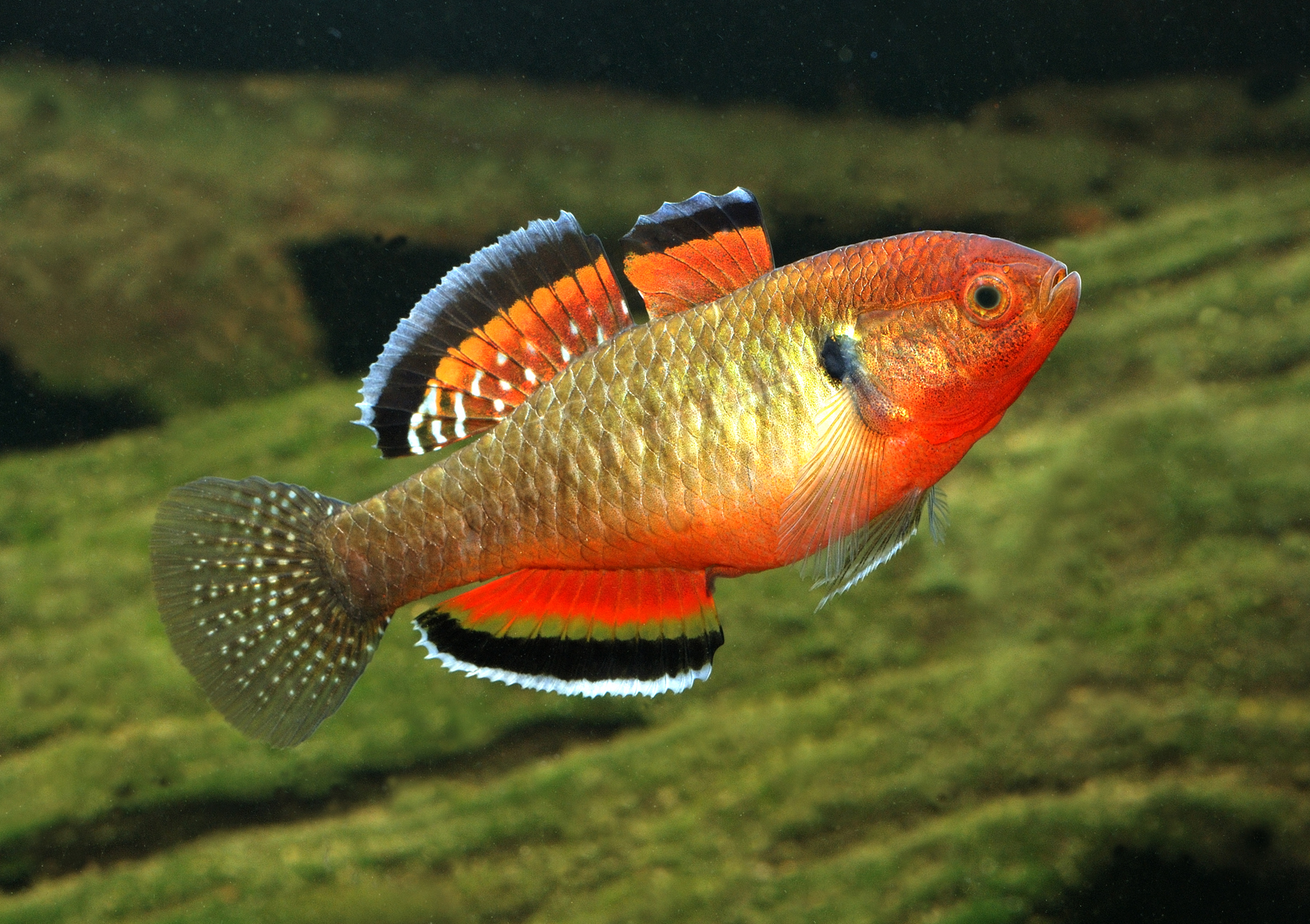 Hypseleotris compressa