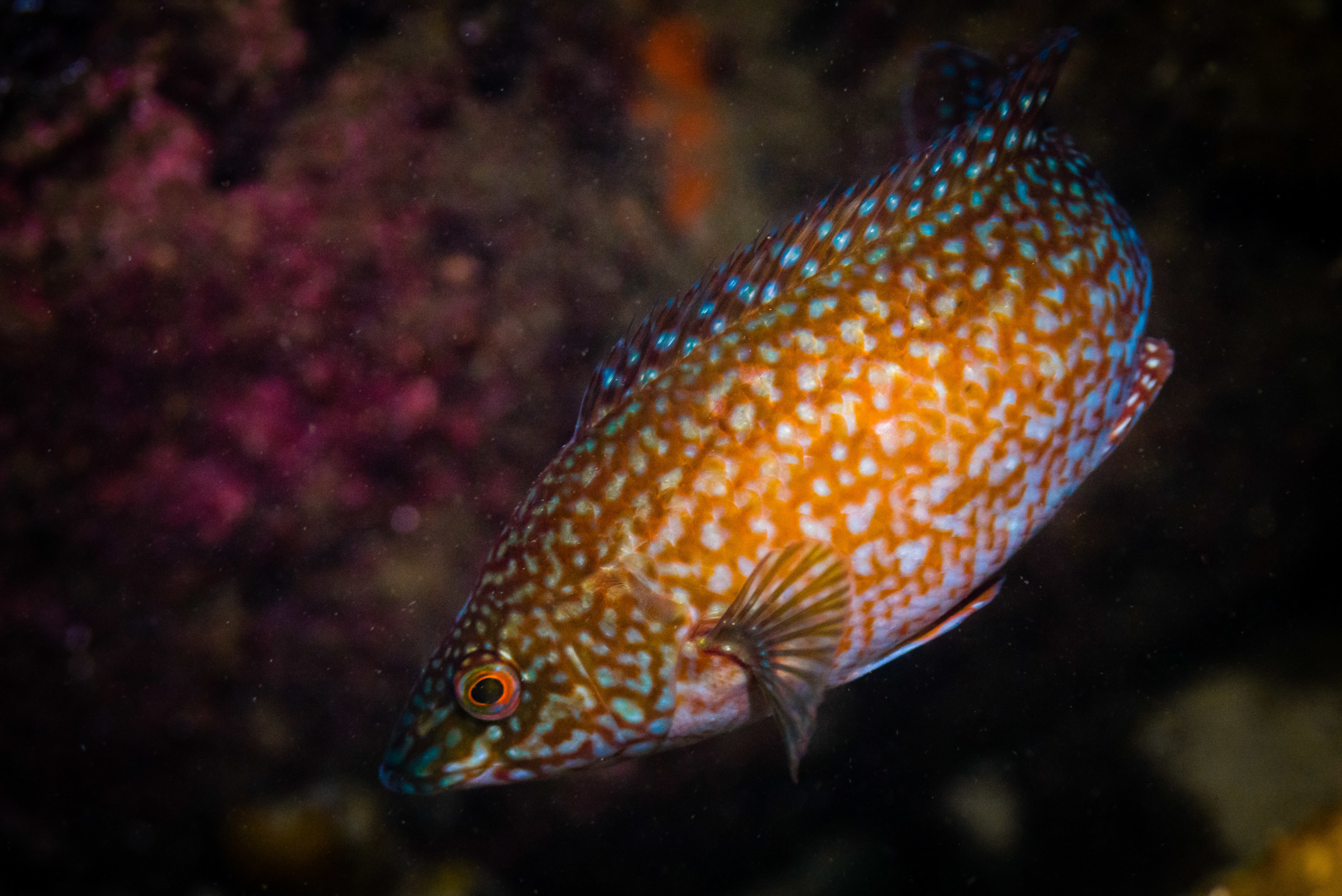 Labrus bergylta