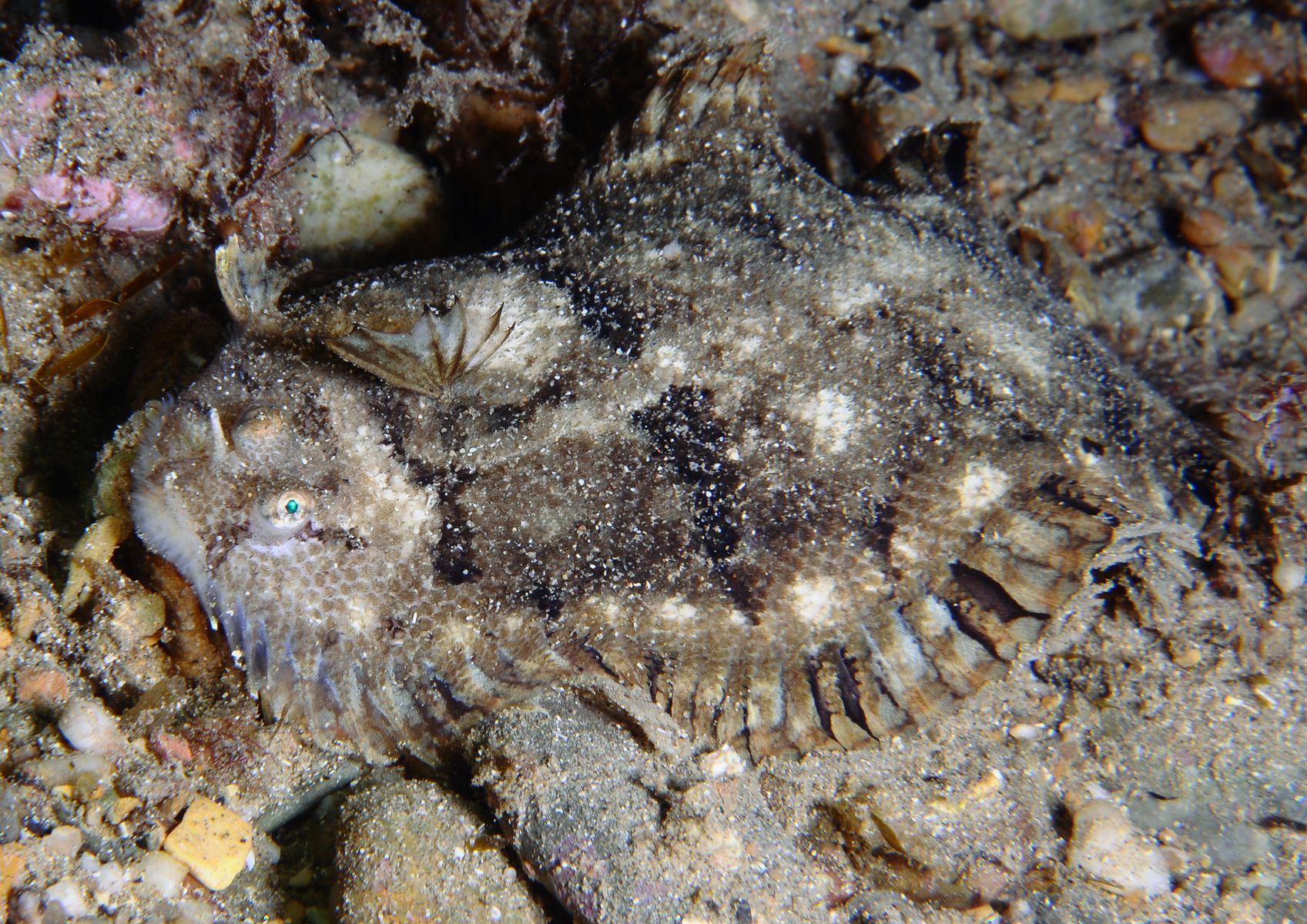 Monochirus hispidus