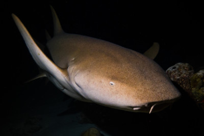 Espèce : requin-nourrice