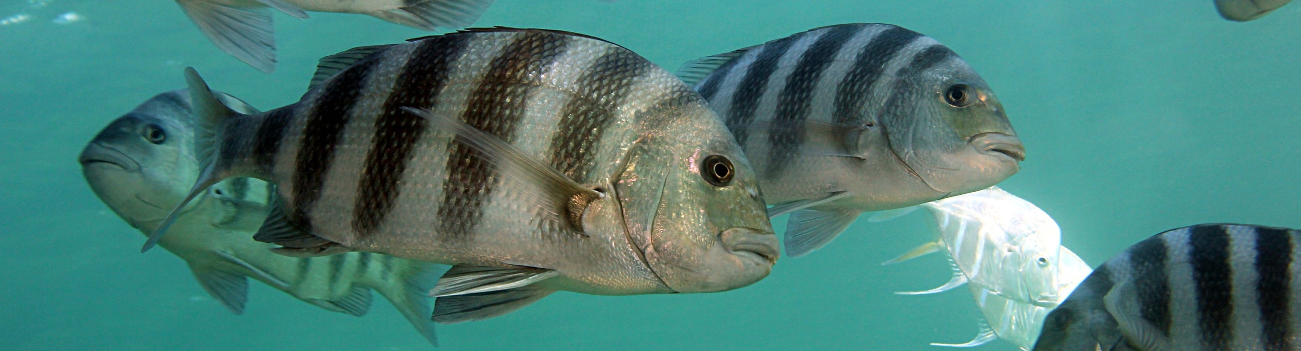 Archosargus