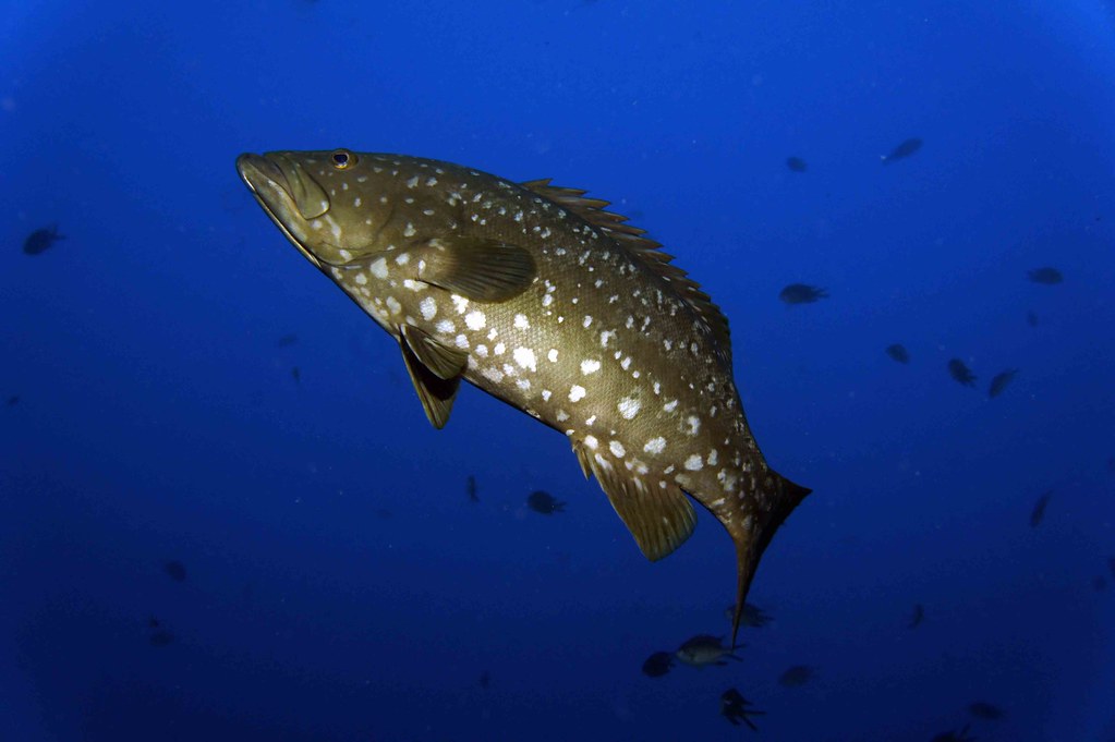 Mycteroperca fusca
