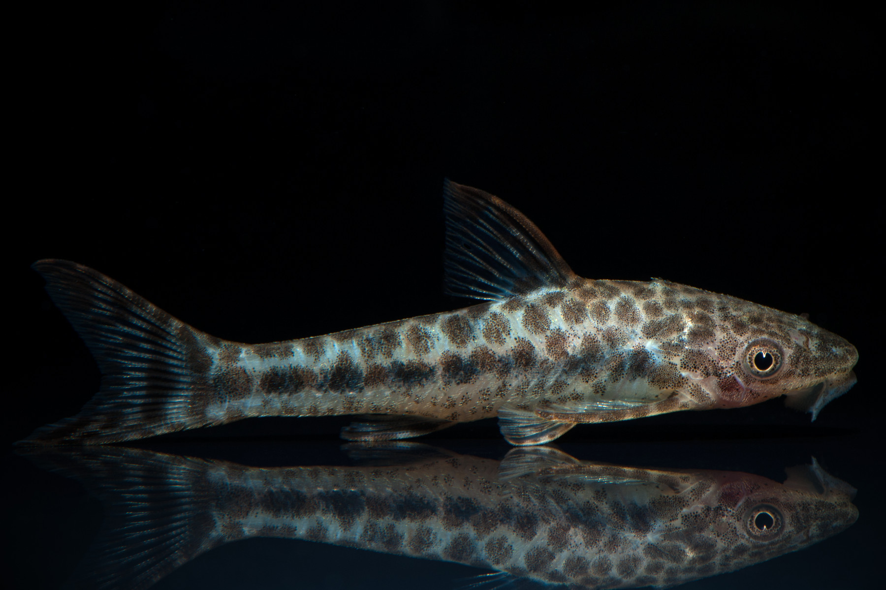 Otocinclus arnoldi