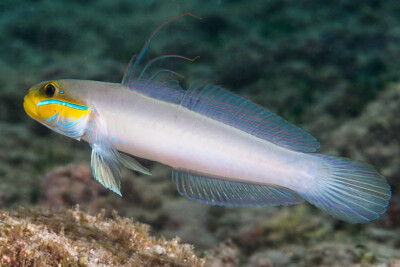 gobie à bandes bleues Gobiidae