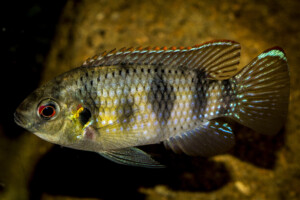 Anomalochromis thomasi