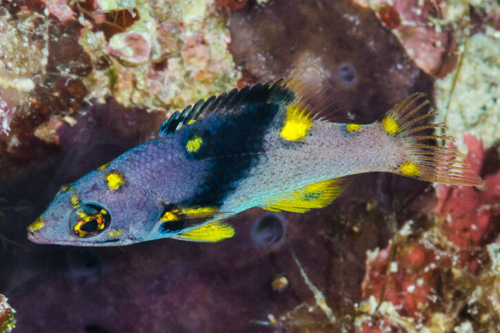 Bodianus mesothorax - labre sabre