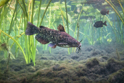 Barbotte brune Ictaluridae