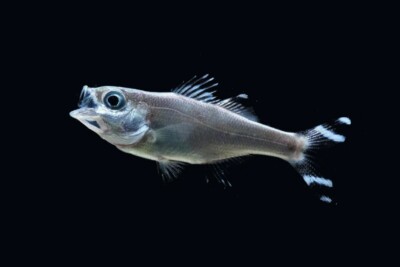 poisson pavillon rayé Kuhliidae