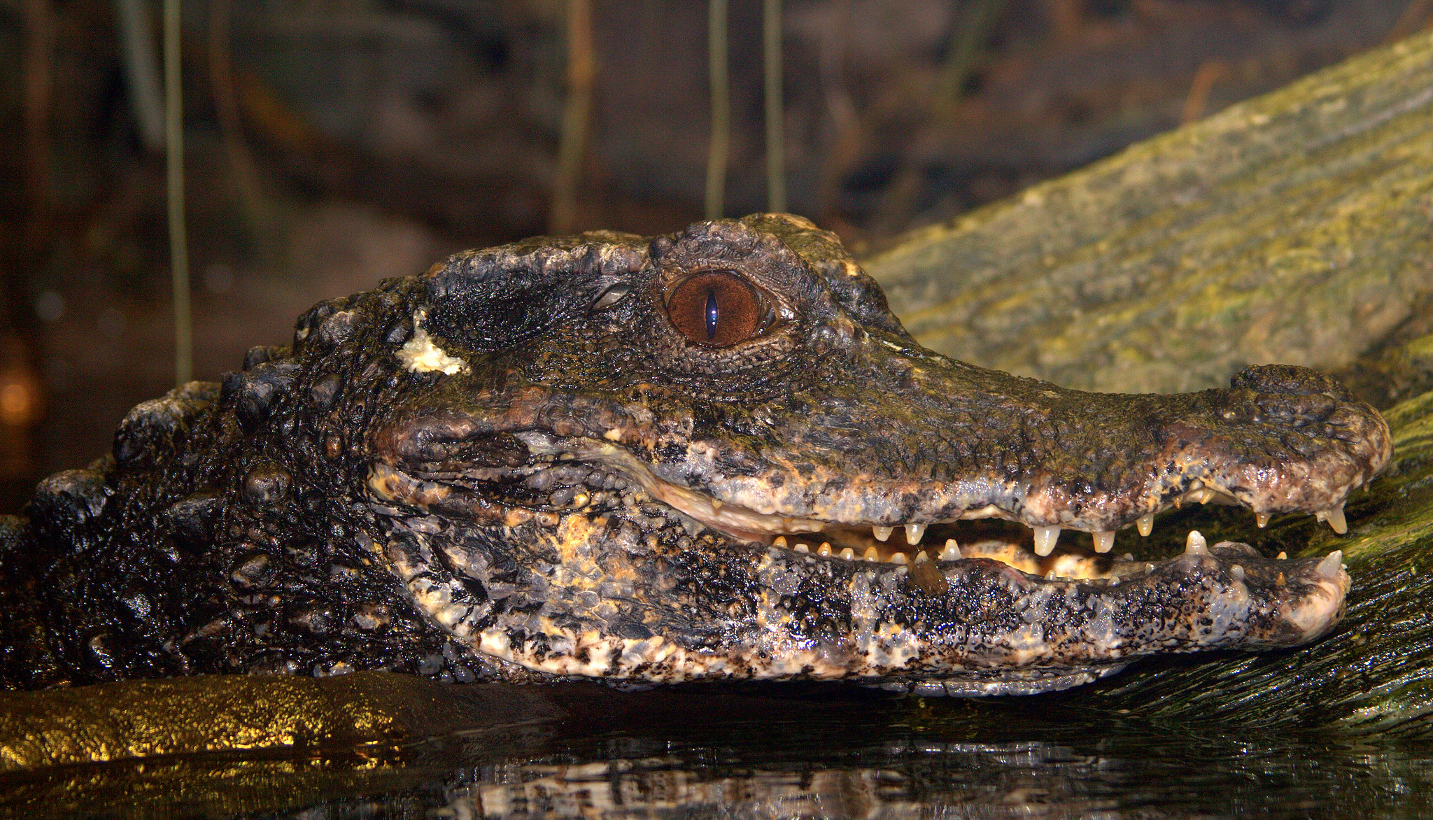Paleosuchus palpebrosus