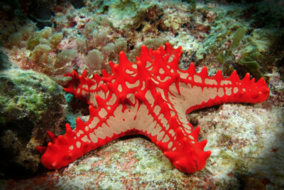 étoile de mer à bosses rouges Oreasteridae