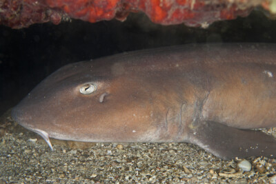 requin chabot Hemiscylliidae