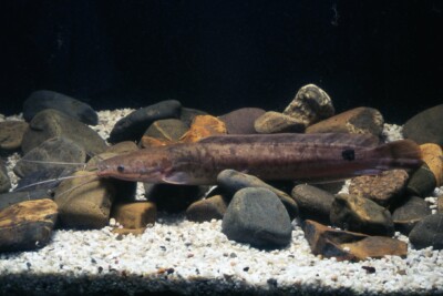 poisson chat africain Clariidae