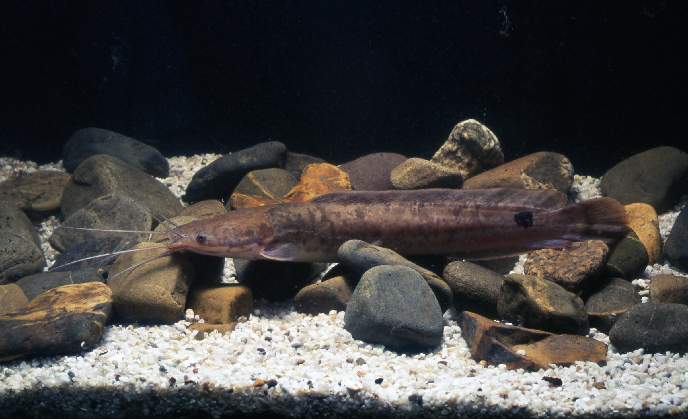 Clarias gariepinus