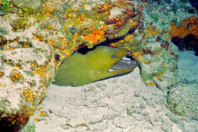 Murène verte Muraenidae