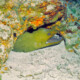 picture of Gymnothorax funebris