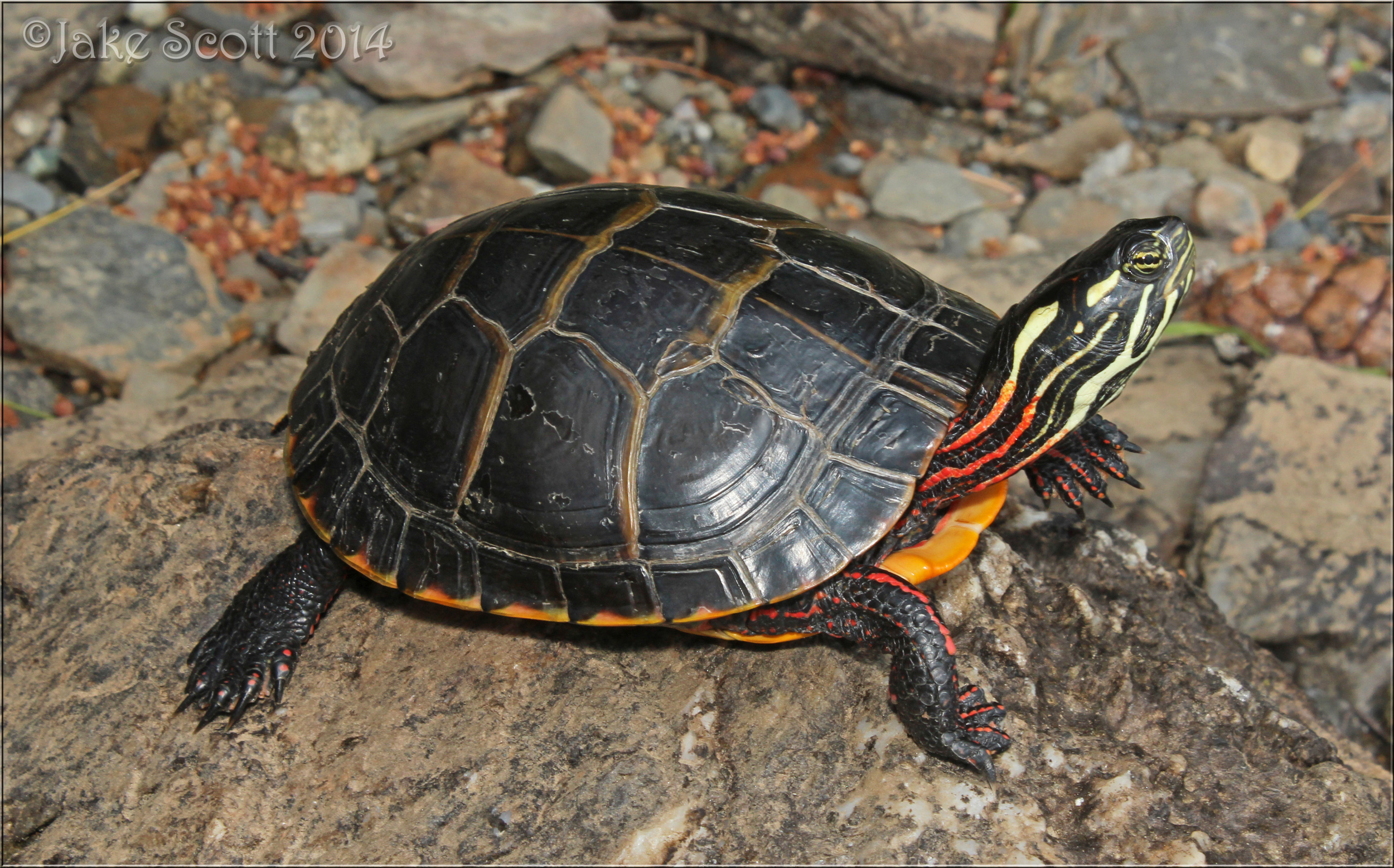 Chrysemys picta