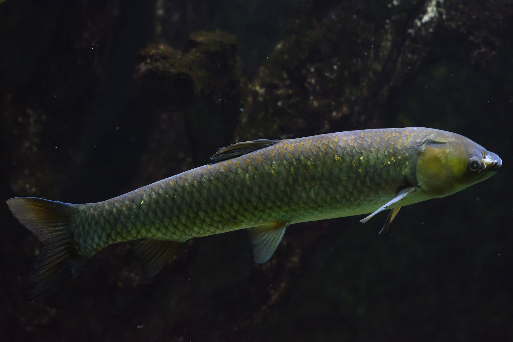 Ctenopharyngodon idella