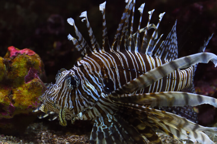 Pterois volitans - rascasse volante