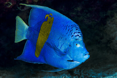 poisson-ange à croissant Pomacanthidae