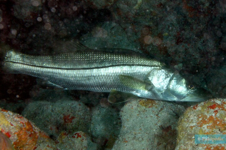 Centropomus undecimalis - brochet de mer