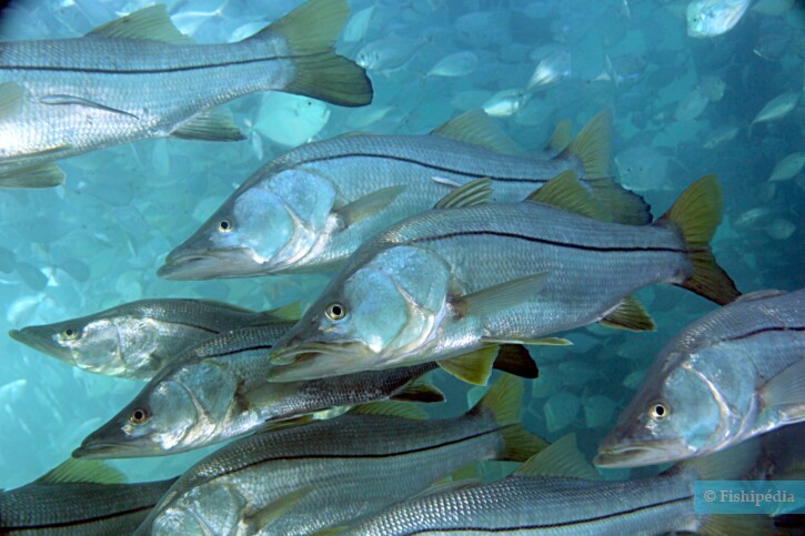 Centropomus undecimalis - brochet de mer