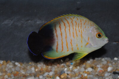 poisson-ange nain d'Eibli Pomacanthidae