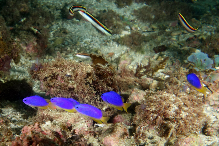 Pomacentrus coelestis - demoiselle néon