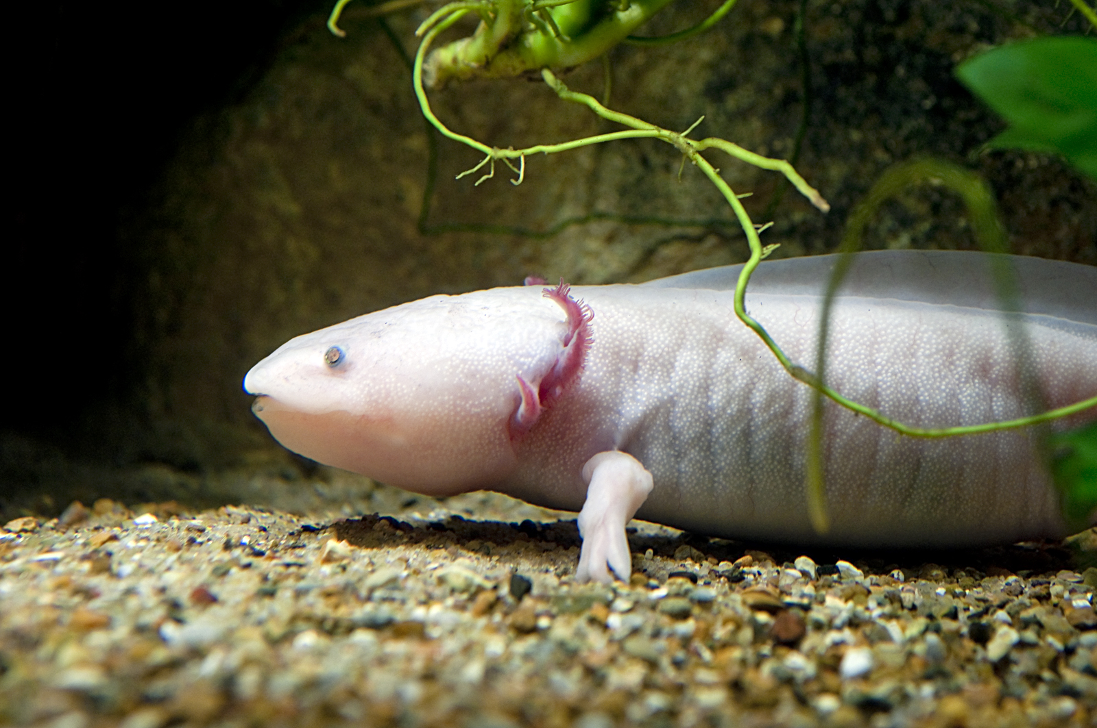 Axolotl • Ambystoma mexicanum • Amphibian