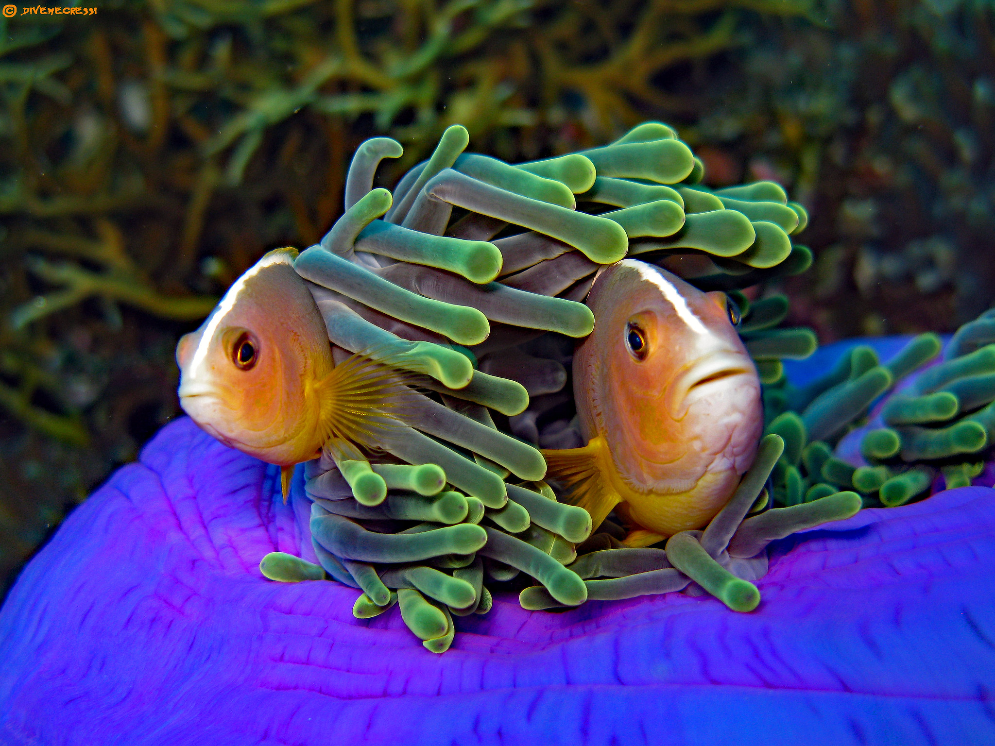 Amphiprion akallopisos