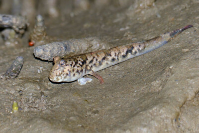 périophtalme rayé d'argent Gobiidae