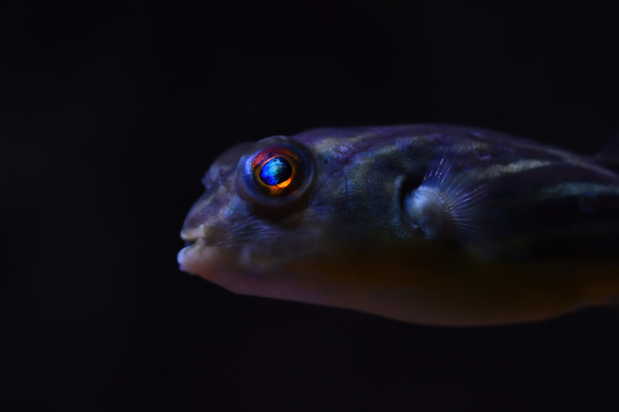 Tetraodon lineatus